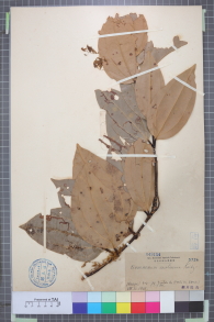 Specimen thumbnail